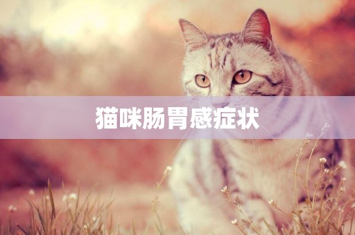 貓咪腸胃感癥狀