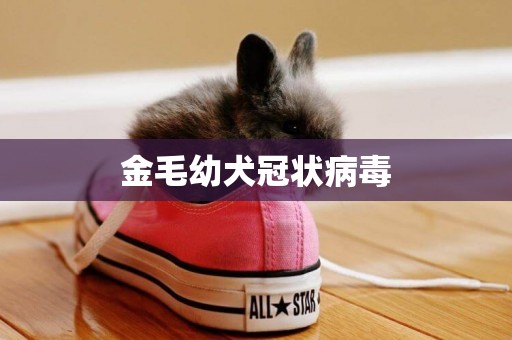 金毛幼犬冠狀病毒