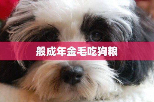 般成年金毛吃狗糧