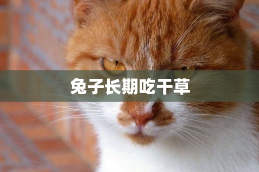 兔子長期吃干草