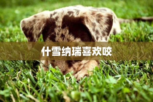 什雪納瑞喜歡咬