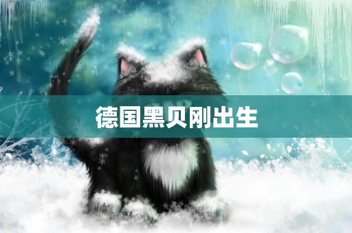 德國黑貝剛出生