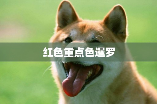 紅色重點色暹羅