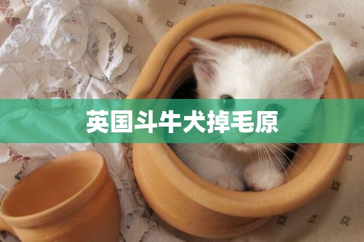 英國斗牛犬掉毛原