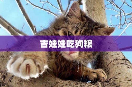 吉娃娃吃狗糧