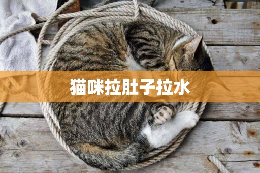 貓咪拉肚子拉水
