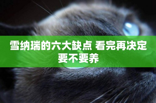 雪納瑞的六大缺點 看完再決定要不要養