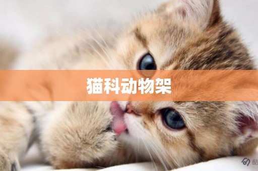 貓科動物架