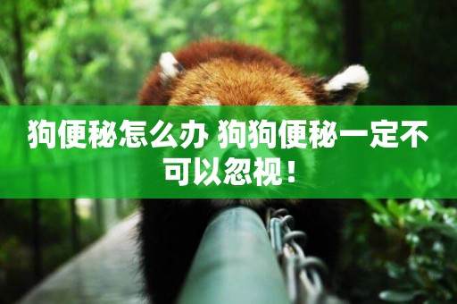 狗便秘怎么辦 狗狗便秘一定不可以忽視！