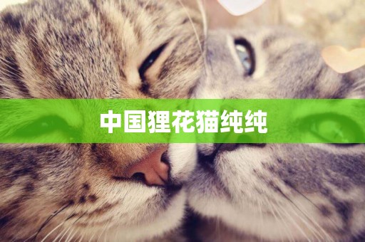 中國貍花貓純純