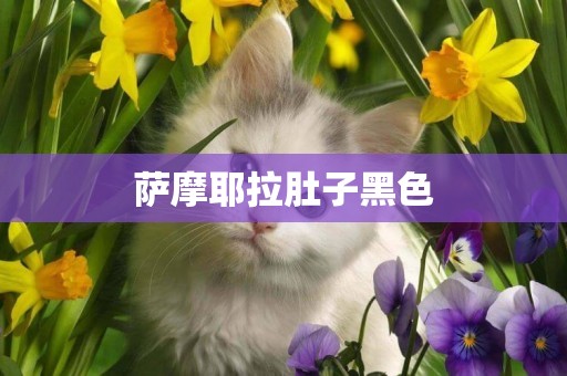 薩摩耶拉肚子黑色