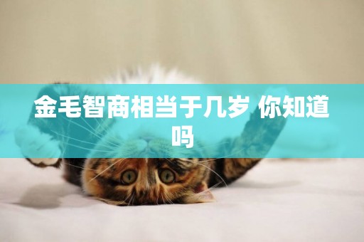 金毛智商相當于幾歲 你知道嗎