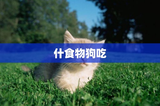 什食物狗吃
