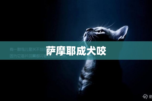 薩摩耶成犬咬