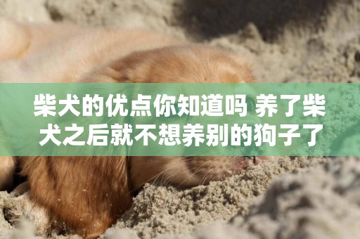 柴犬的優點你知道嗎 養了柴犬之后就不想養別的狗子了