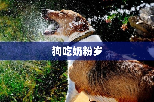 狗吃奶粉歲