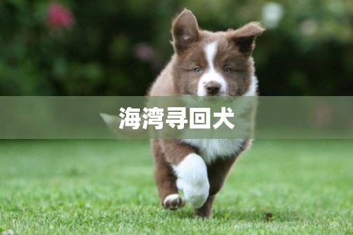 海灣尋回犬