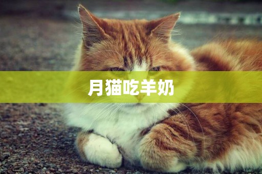 月貓吃羊奶