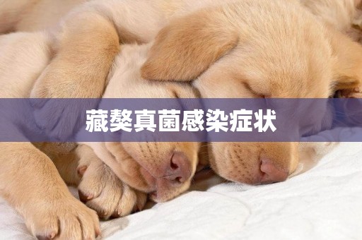 藏獒真菌感染癥狀