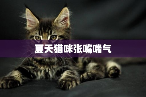 夏天貓咪張嘴喘氣