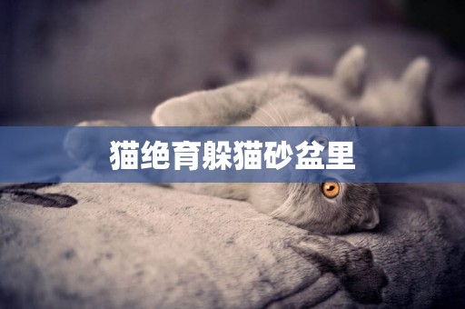貓絕育躲貓砂盆里