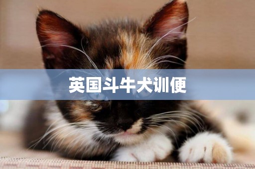 英國斗牛犬訓便