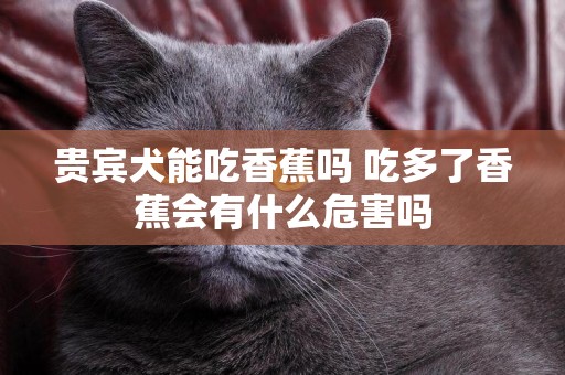 貴賓犬能吃香蕉嗎 吃多了香蕉會有什么危害嗎