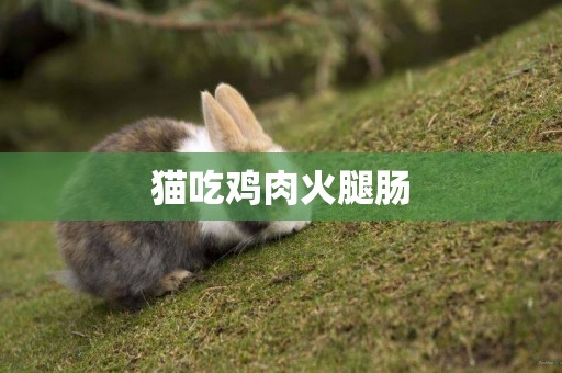 貓吃雞肉火腿腸