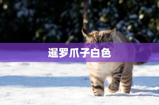 暹羅爪子白色