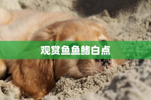 觀賞魚魚鰭白點