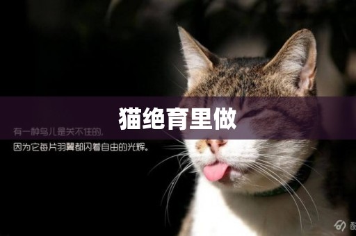 貓絕育里做