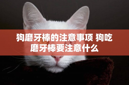 狗磨牙棒的注意事項 狗吃磨牙棒要注意什么