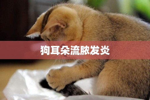 狗耳朵流膿發炎