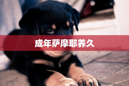 成年薩摩耶養久