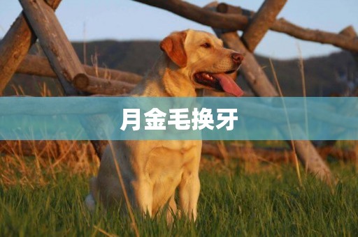 月金毛換牙