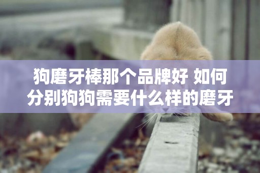 狗磨牙棒那個品牌好 如何分別狗狗需要什么樣的磨牙棒