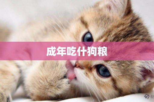 成年吃什狗糧