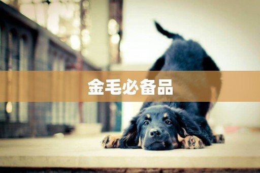 金毛必備品