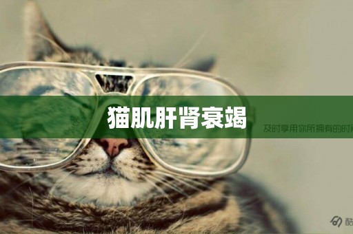 貓肌肝腎衰竭