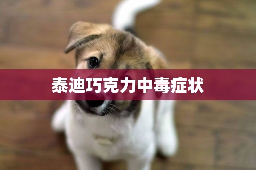 泰迪巧克力中毒癥狀