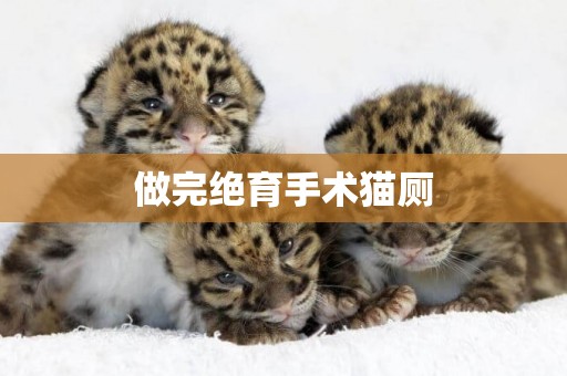 做完絕育手術貓廁