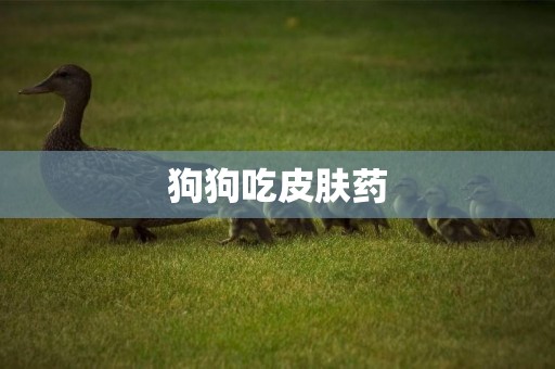 狗狗吃皮膚藥
