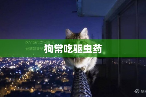 狗常吃驅蟲藥