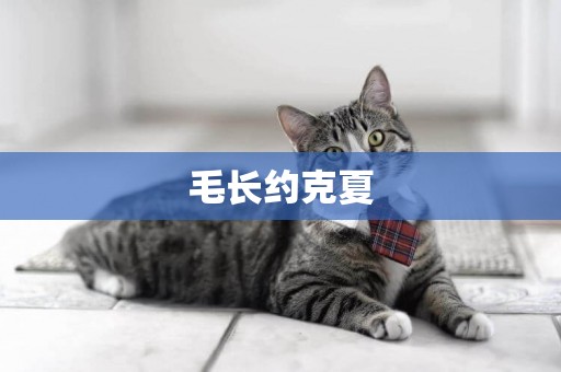 毛長約克夏