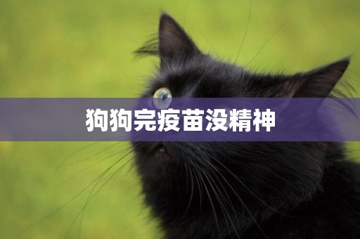 狗狗完疫苗沒精神