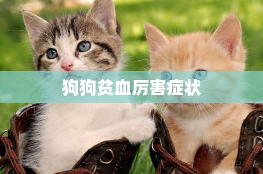 狗狗貧血厲害癥狀