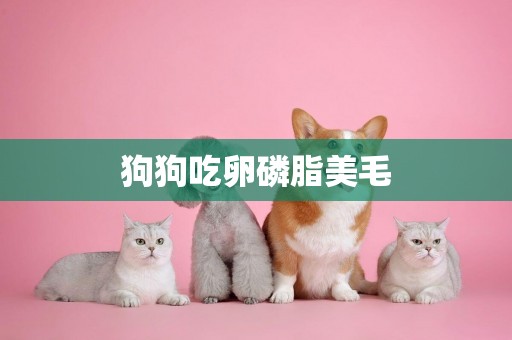 狗狗吃卵磷脂美毛