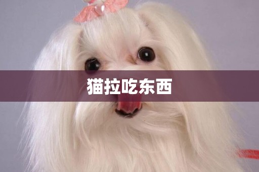 貓拉吃東西