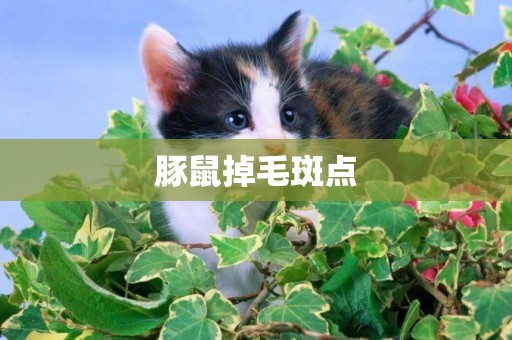 豚鼠掉毛斑點