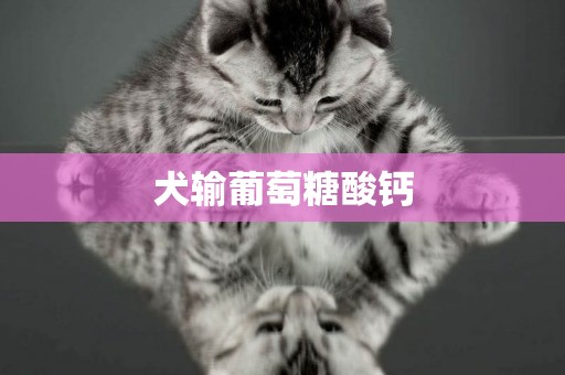 犬輸葡萄糖酸鈣